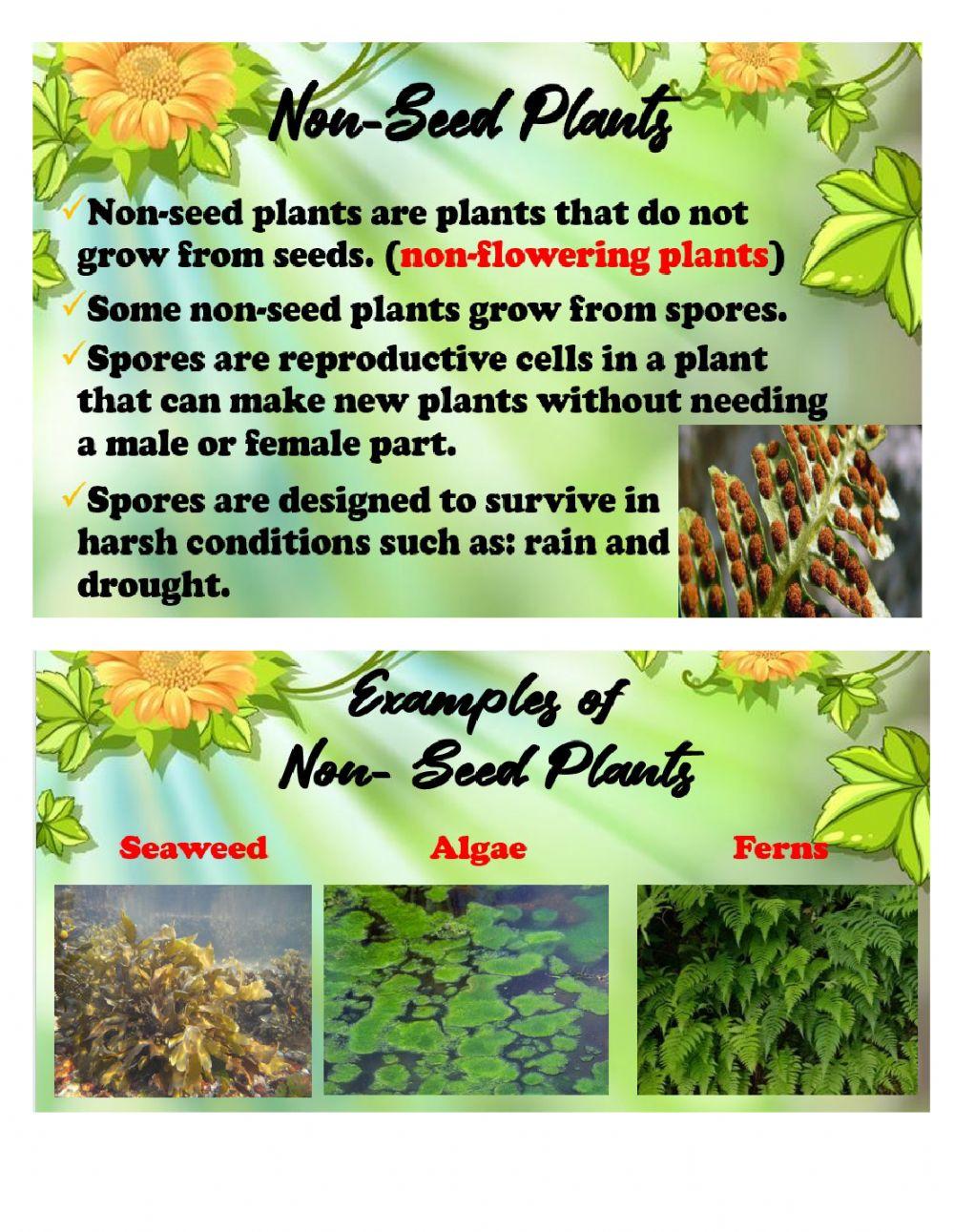 Seed and Non-Seed Plants
