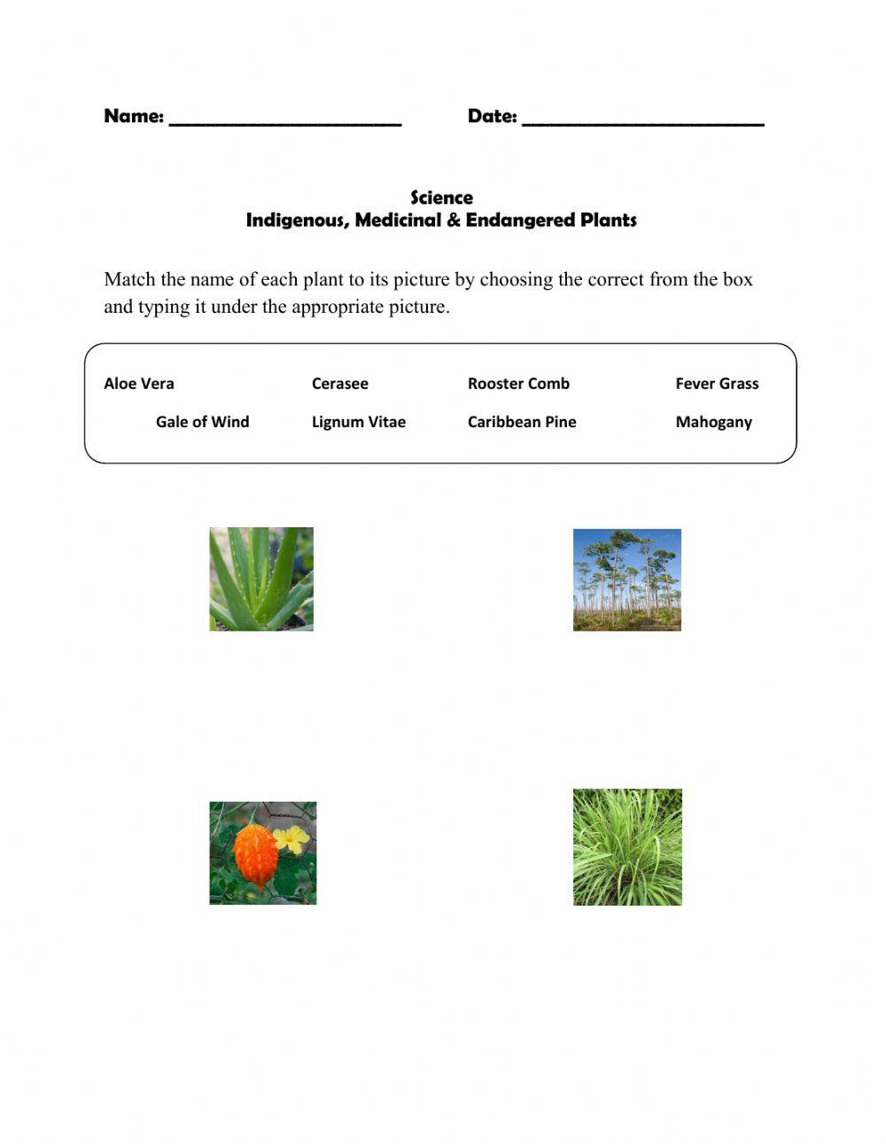 Indigenous and Medicinal Plants