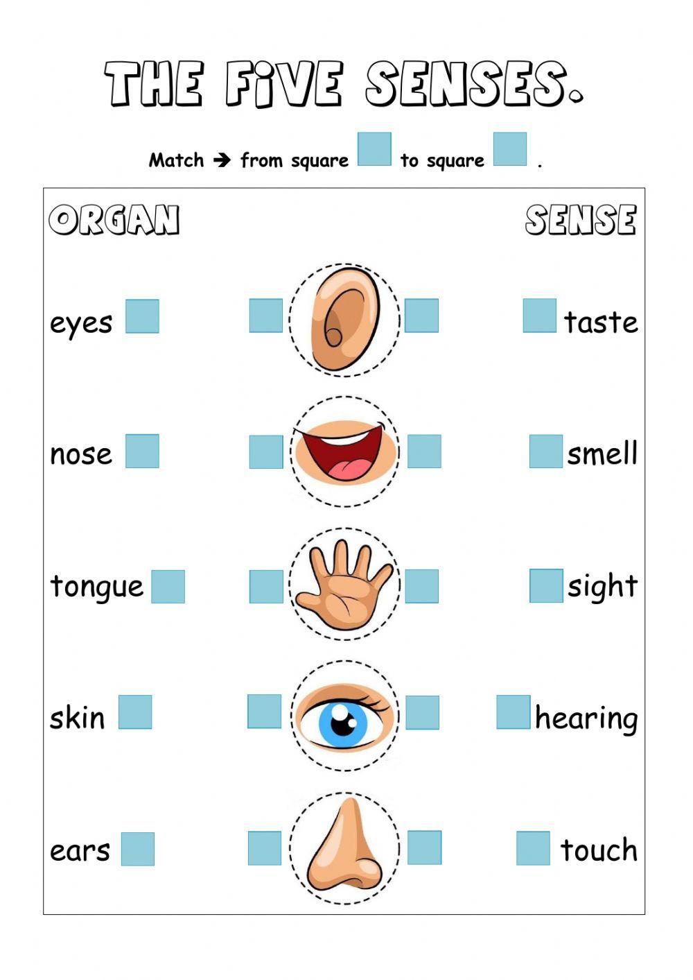 The five senses.