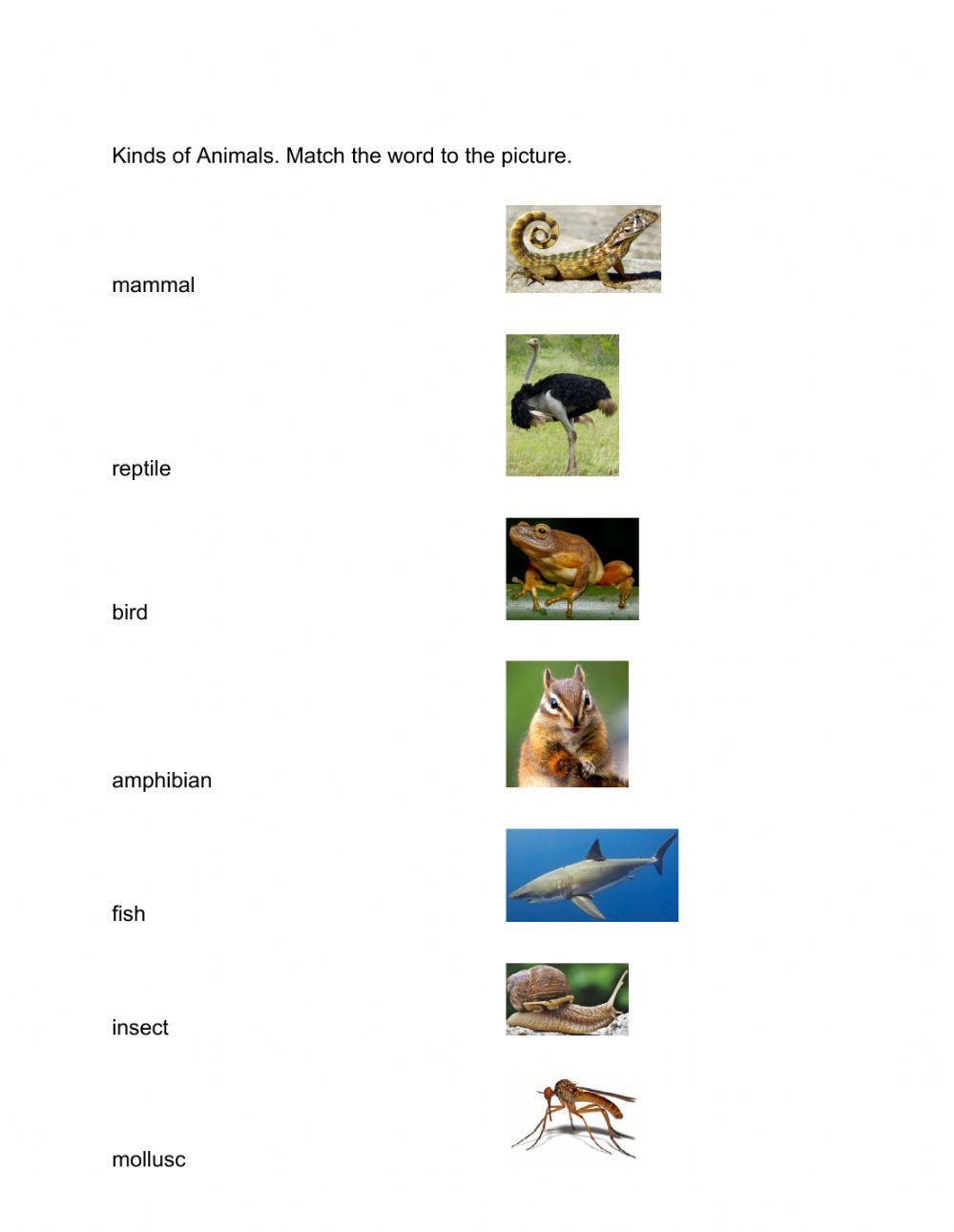 Animal Body Parts and Animal Classification