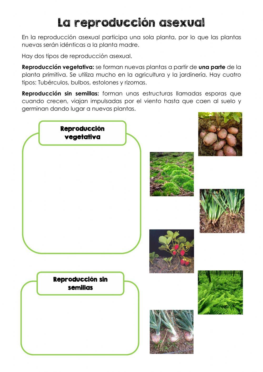 La reproducción asexual de las plantas