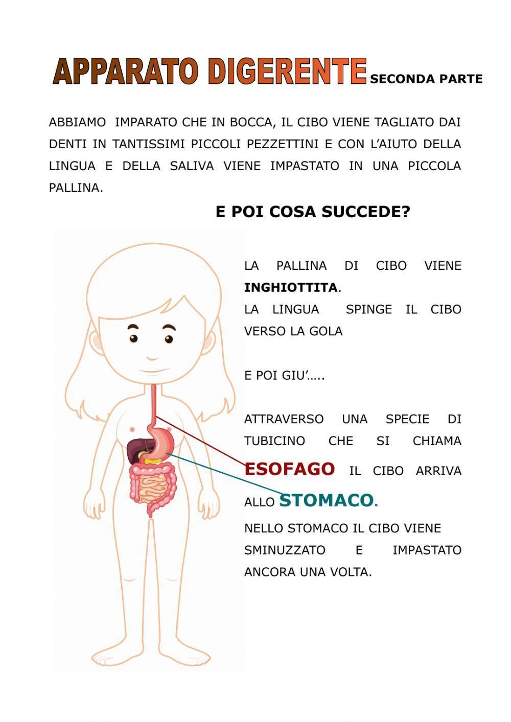 APPARATO DIGERENTE seconda parte APPARATO DIGERENTE seconda parte