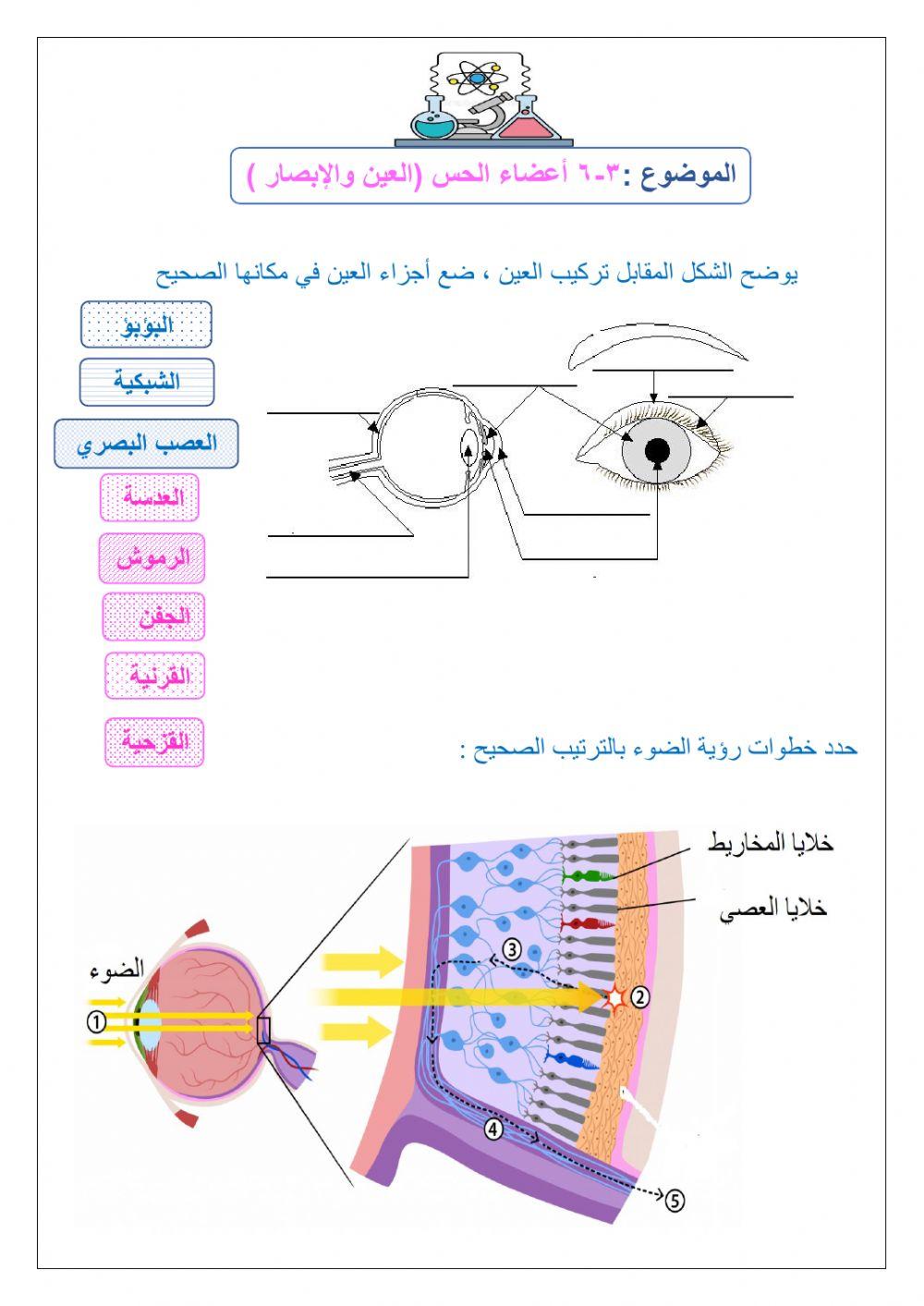 العين والابصار