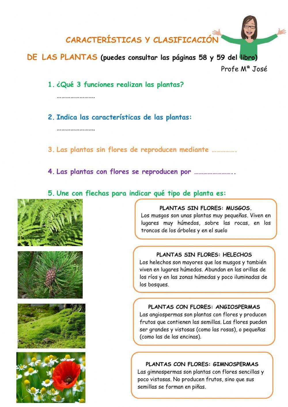 Características y clasificación de las plantas