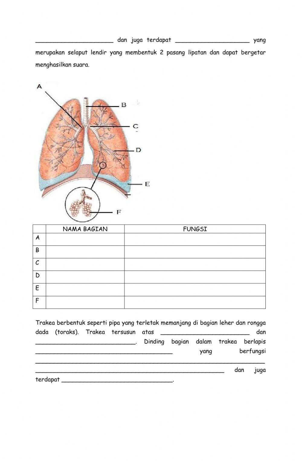 Lkpd 8.1 struktur dan fungsi organ respirasi