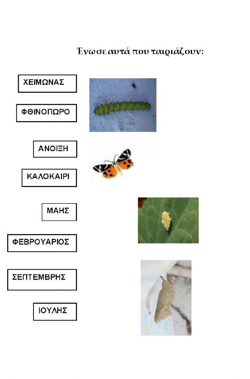 Τετράδιο εργασιών - Ο βιότοπος της Κοιλάδας των πεταλούδων 3