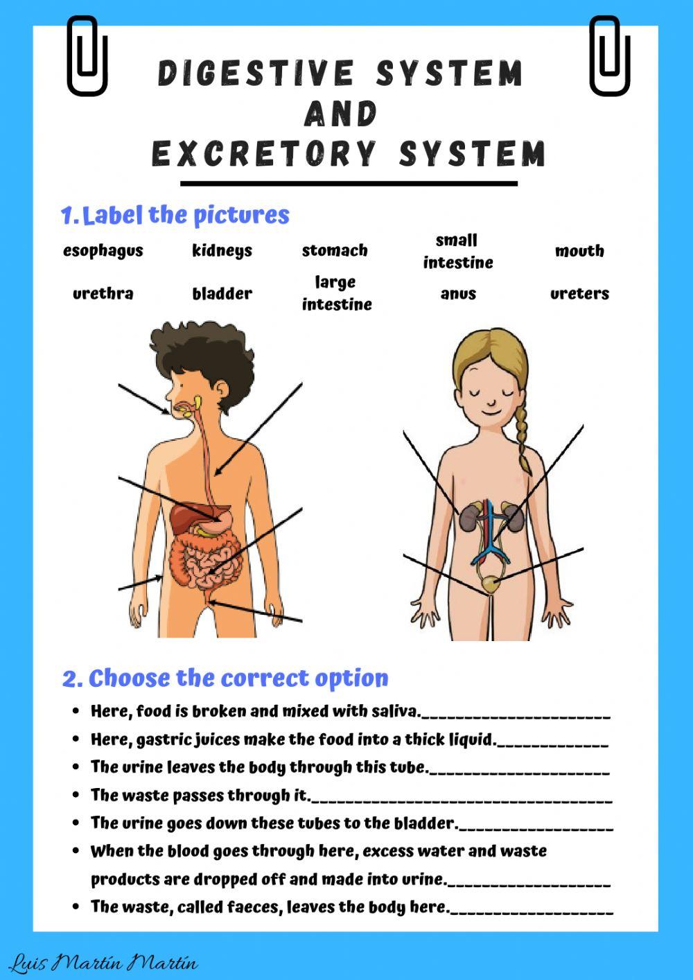 Digestive and excretory systems