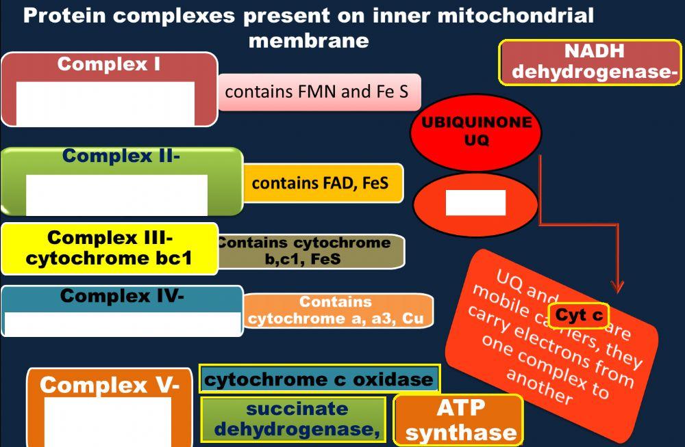 Complexes in Electron transport Chain