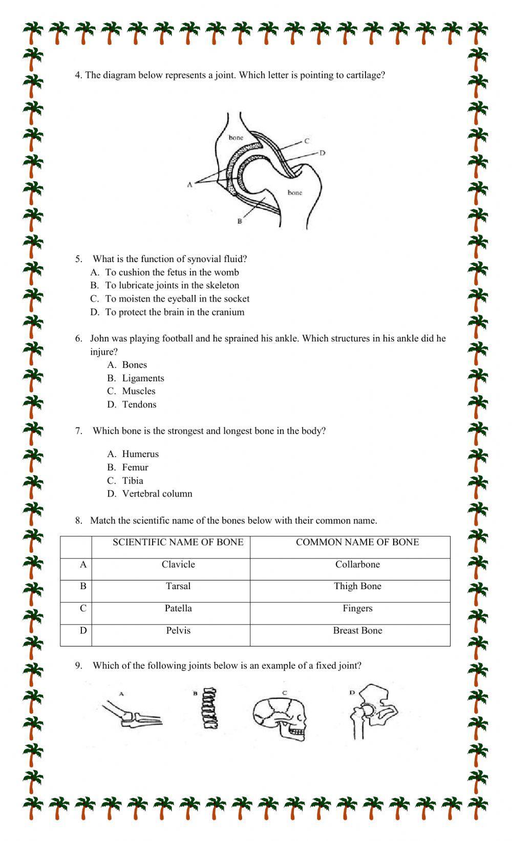 Skeletal System and Joints