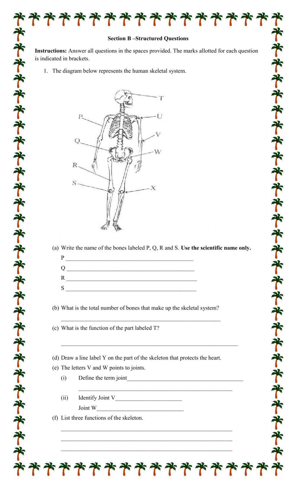 Skeletal System and Joints
