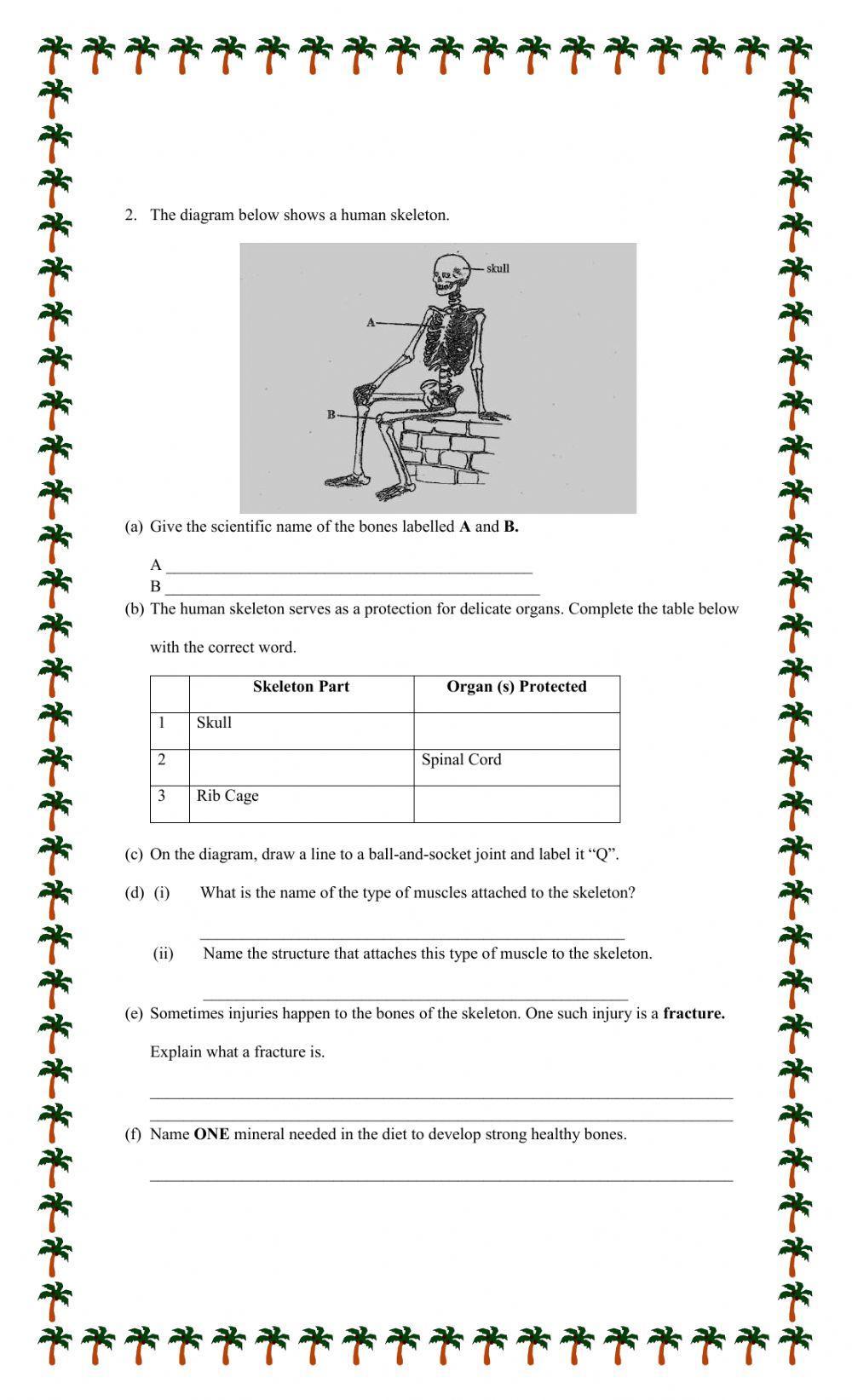 Skeletal System and Joints