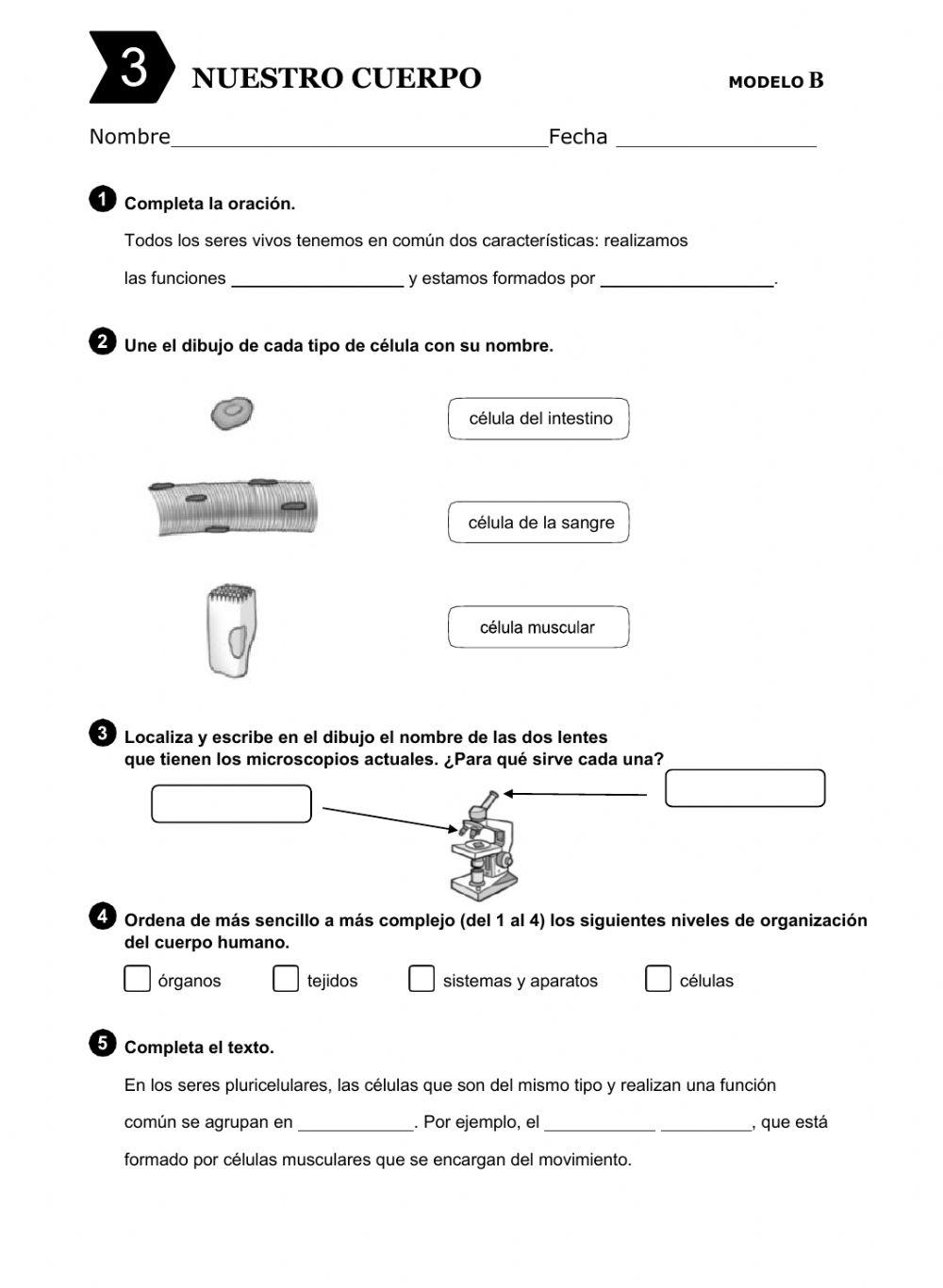 ¿cómo funciona el cuerpo?