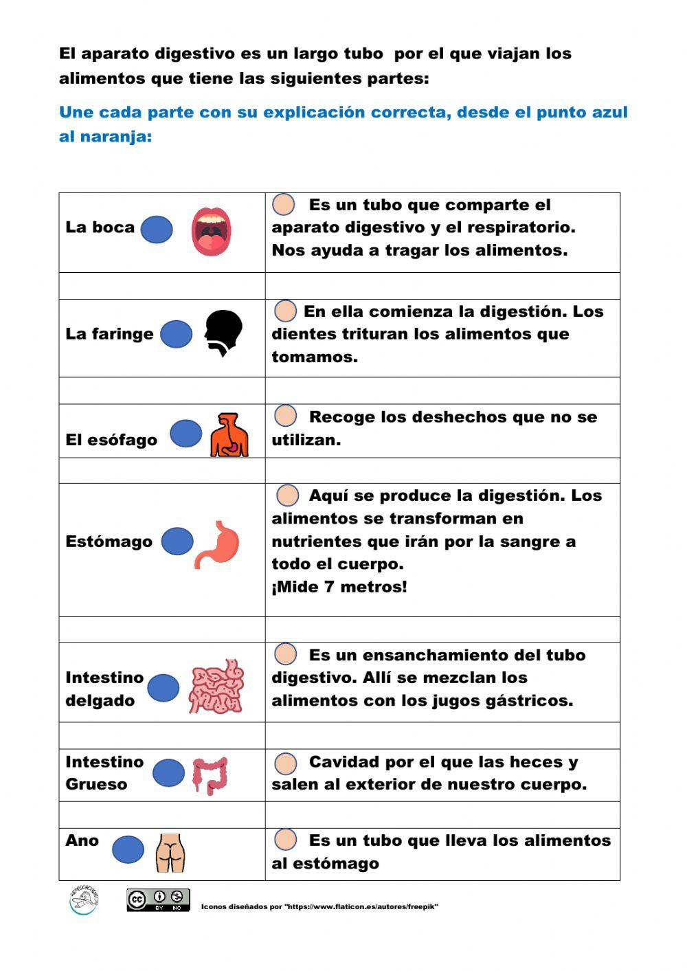 El aparato digestivo