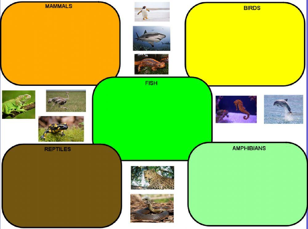 Classify the vertebrates