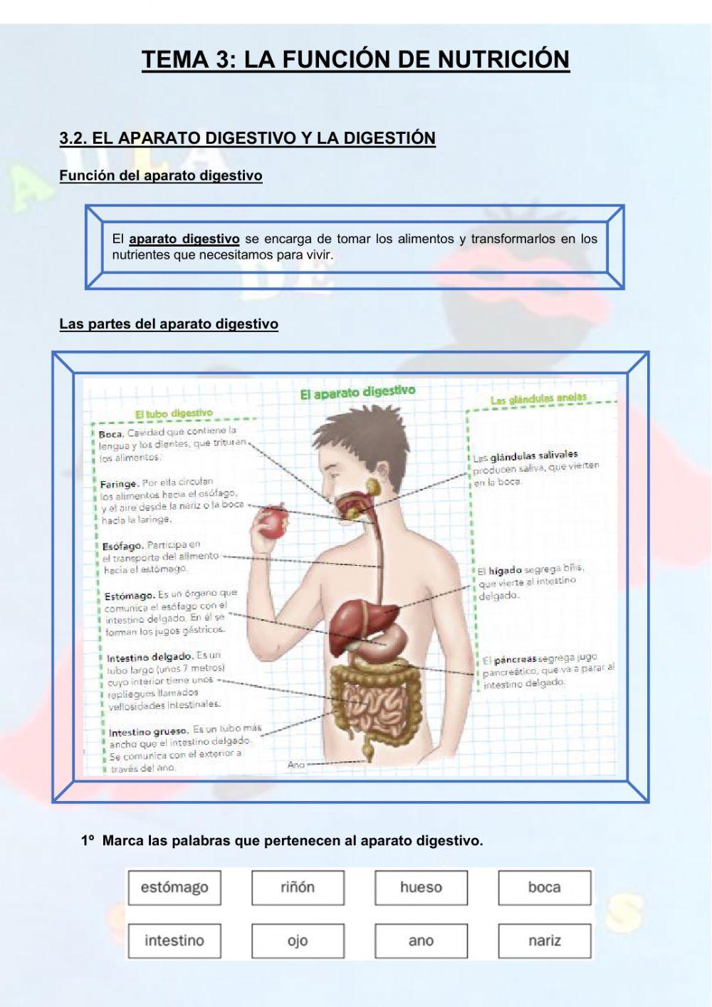 Aparato digestivo y digestión