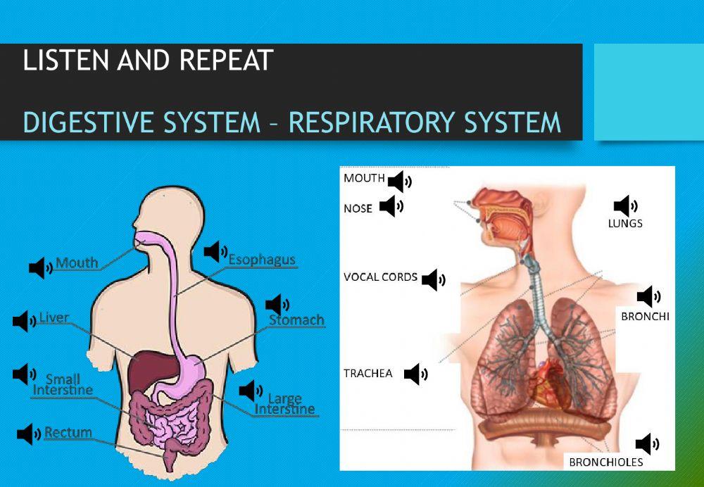Digestive and Respiratory System vocabulary