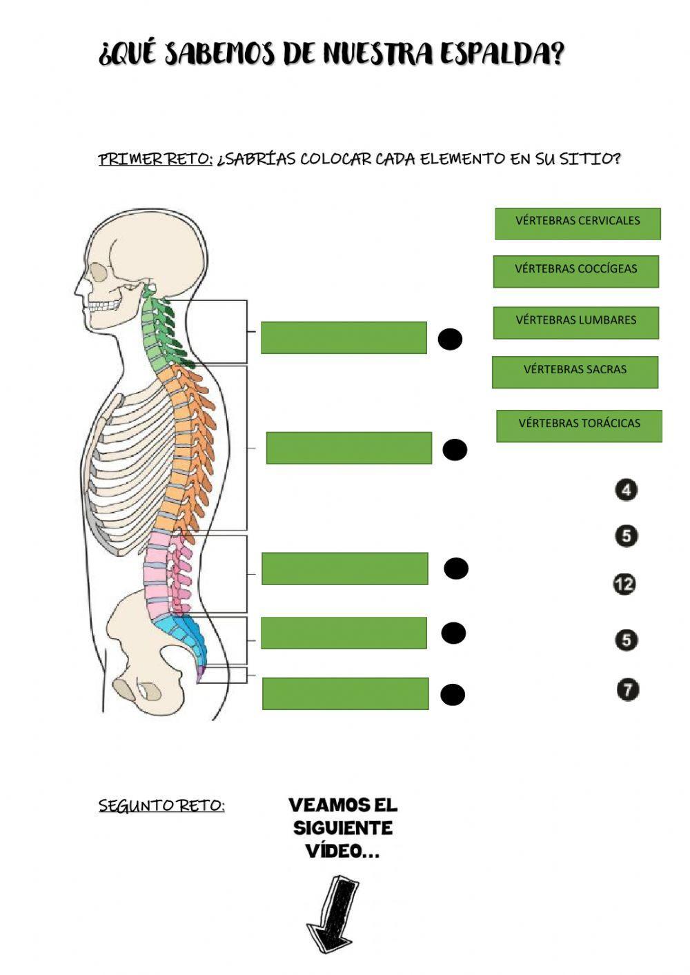 La columna vertebral worksheet