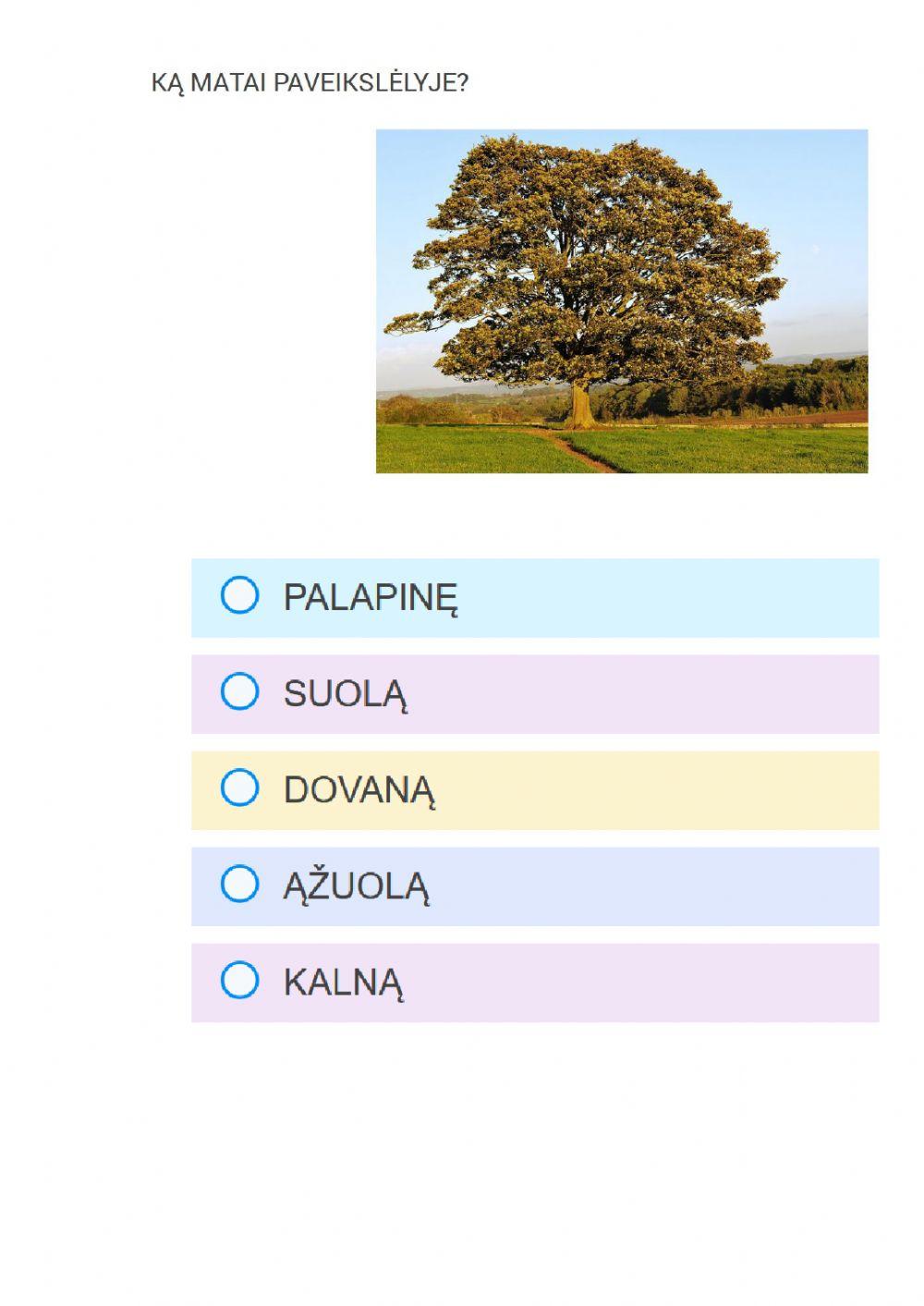 Vienaskaitos galininkas