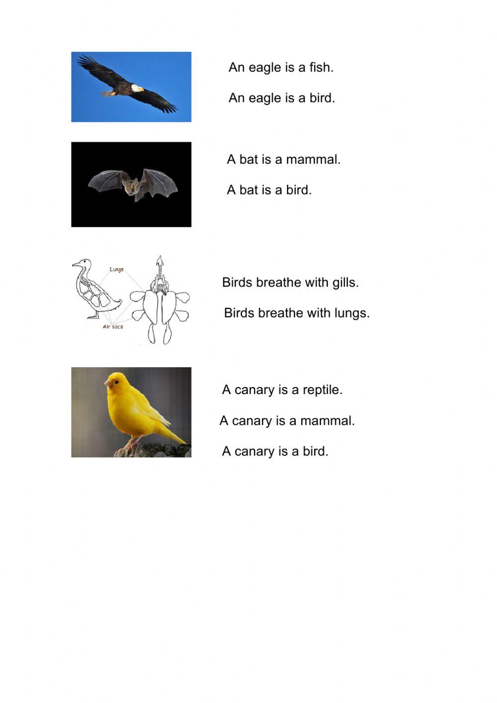 Birds (II)2º