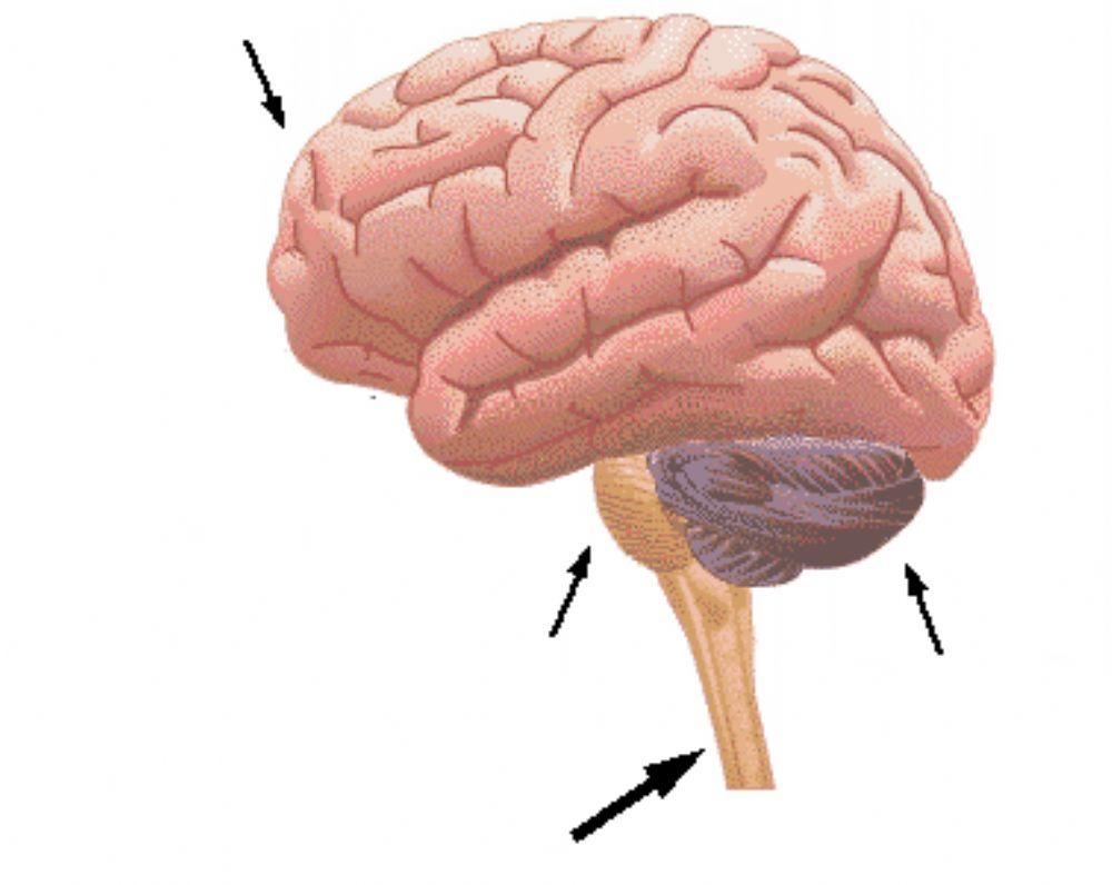 Sistema Nervioso Central