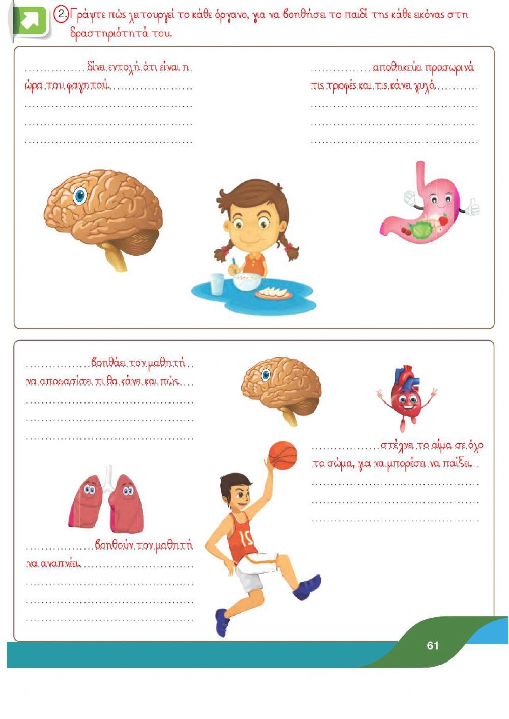 Γ' Φ.Επ. - Εσωτερικά όργανα του ανθρώπινου σώματος