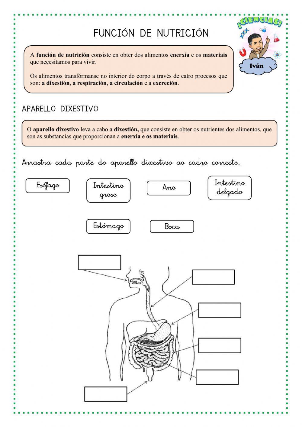 A función de nutrición e os aparellos que interveñen nela