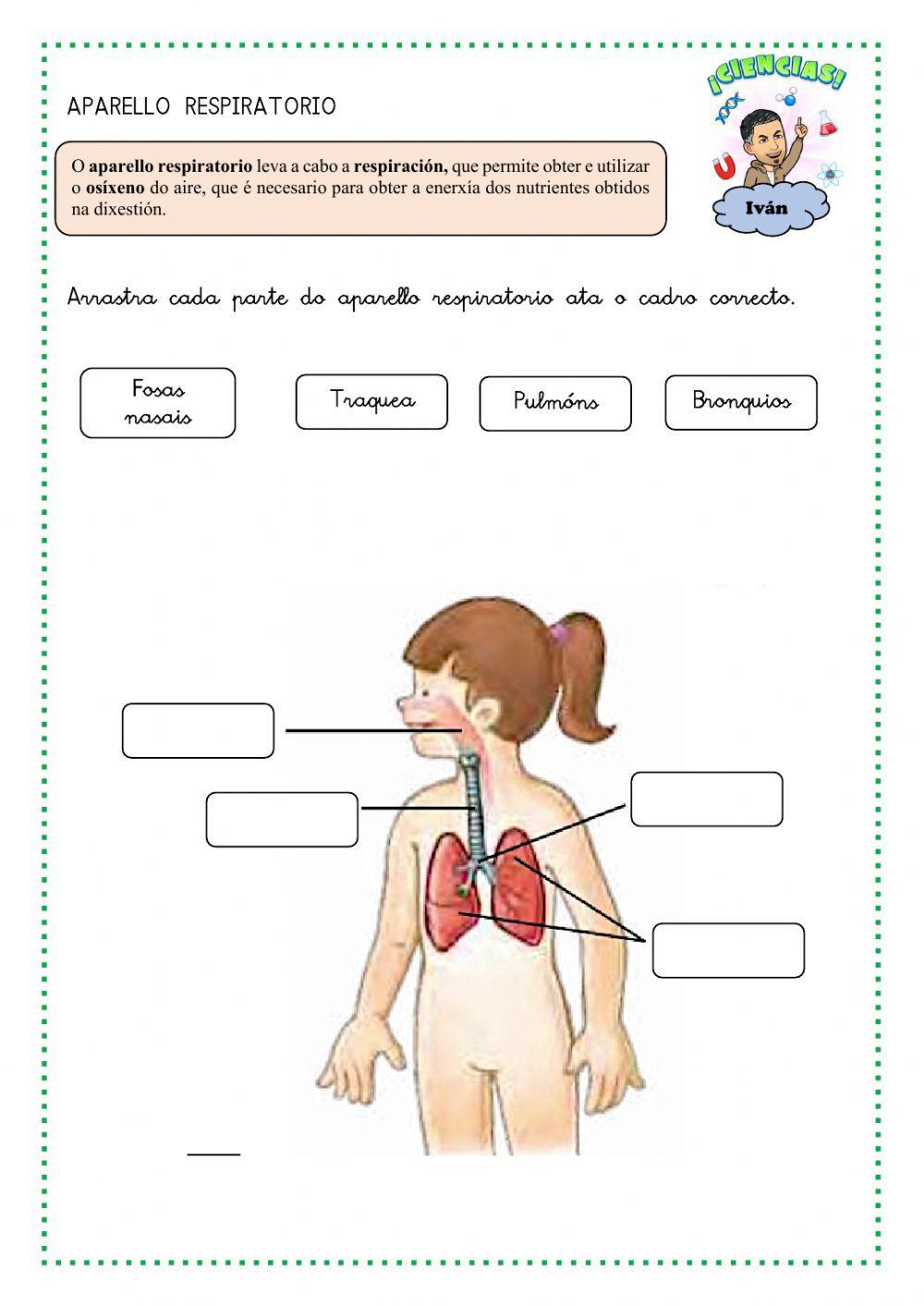 A función de nutrición e os aparellos que interveñen nela A función de nutrición e os aparellos que interveñen nela