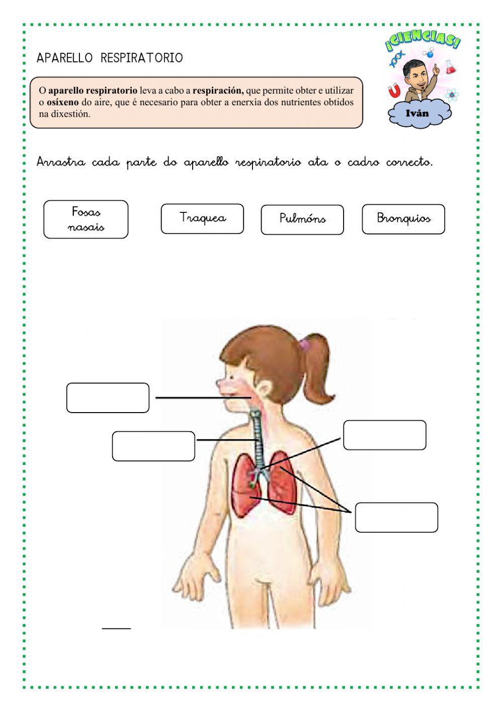 A función de nutrición e os aparellos que interveñen nela