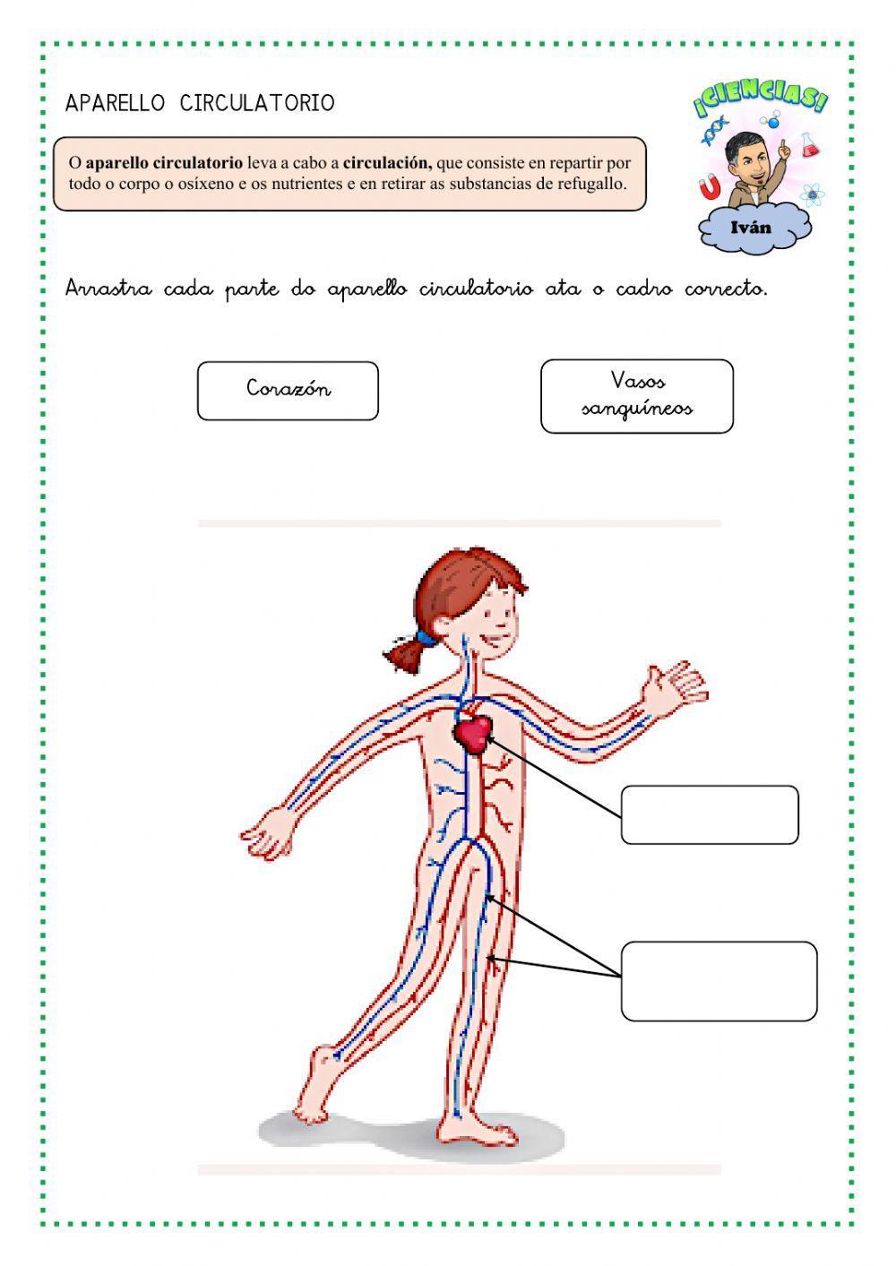 A función de nutrición e os aparellos que interveñen nela