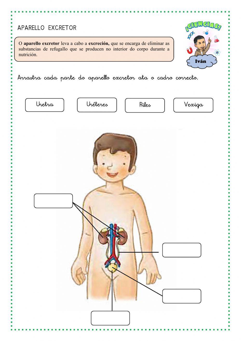 A función de nutrición e os aparellos que interveñen nela