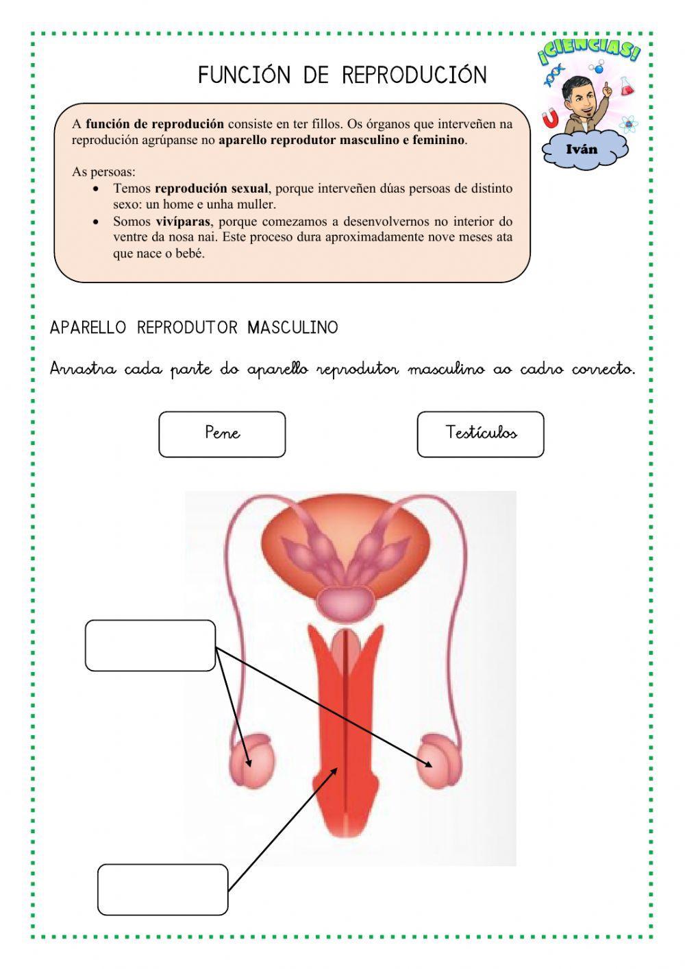 A función de reprodución
