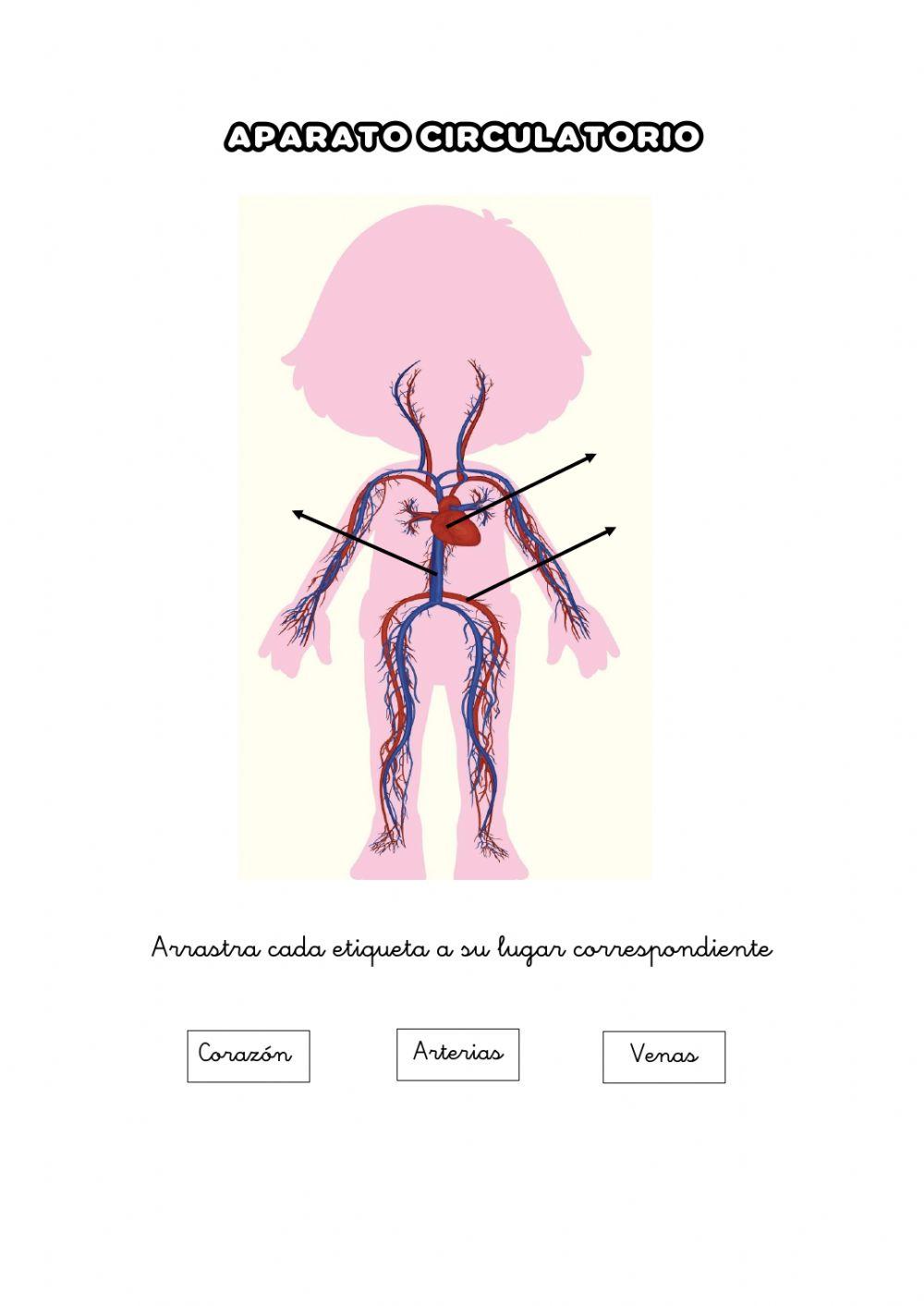Aparato circulatorio