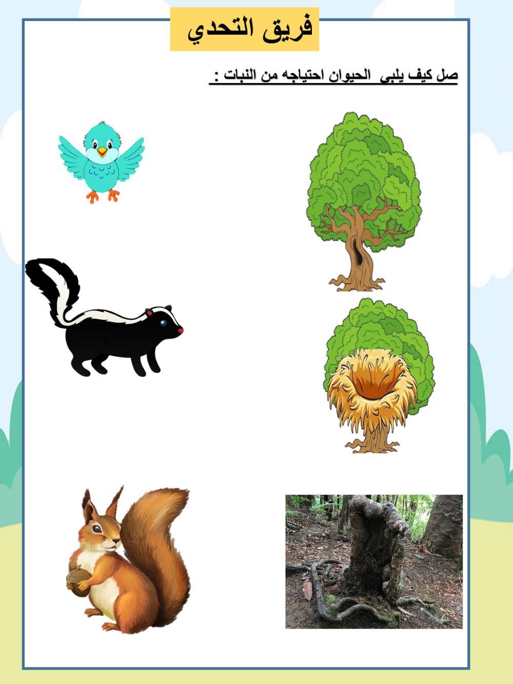 صل كيف يلبي  الحيوان احتياجه من النبات :