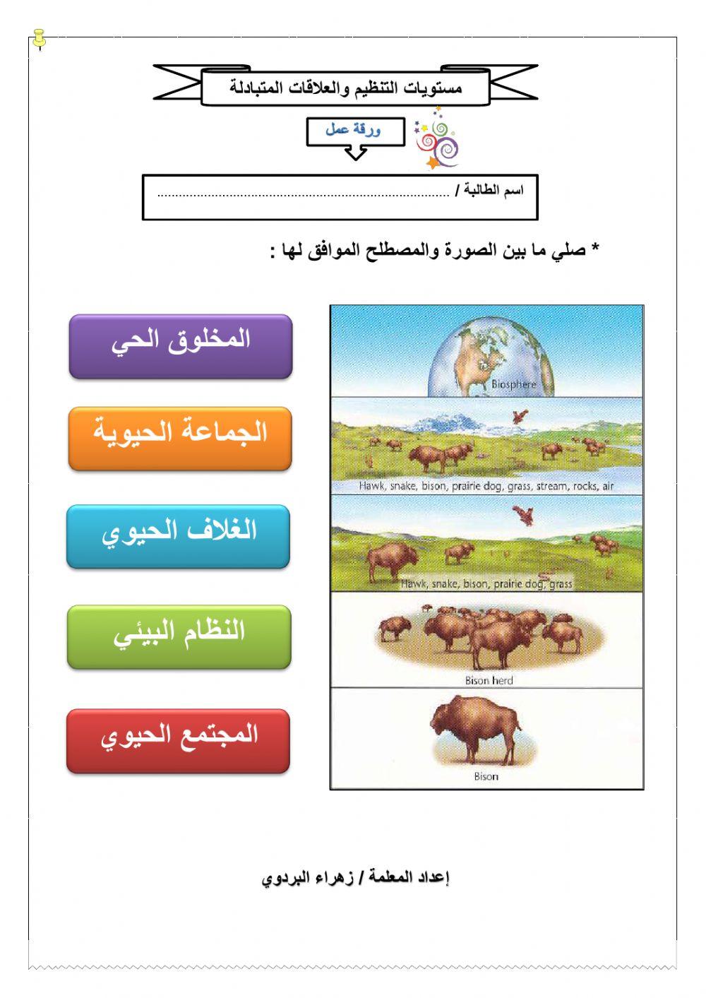 مستويات التنظيم