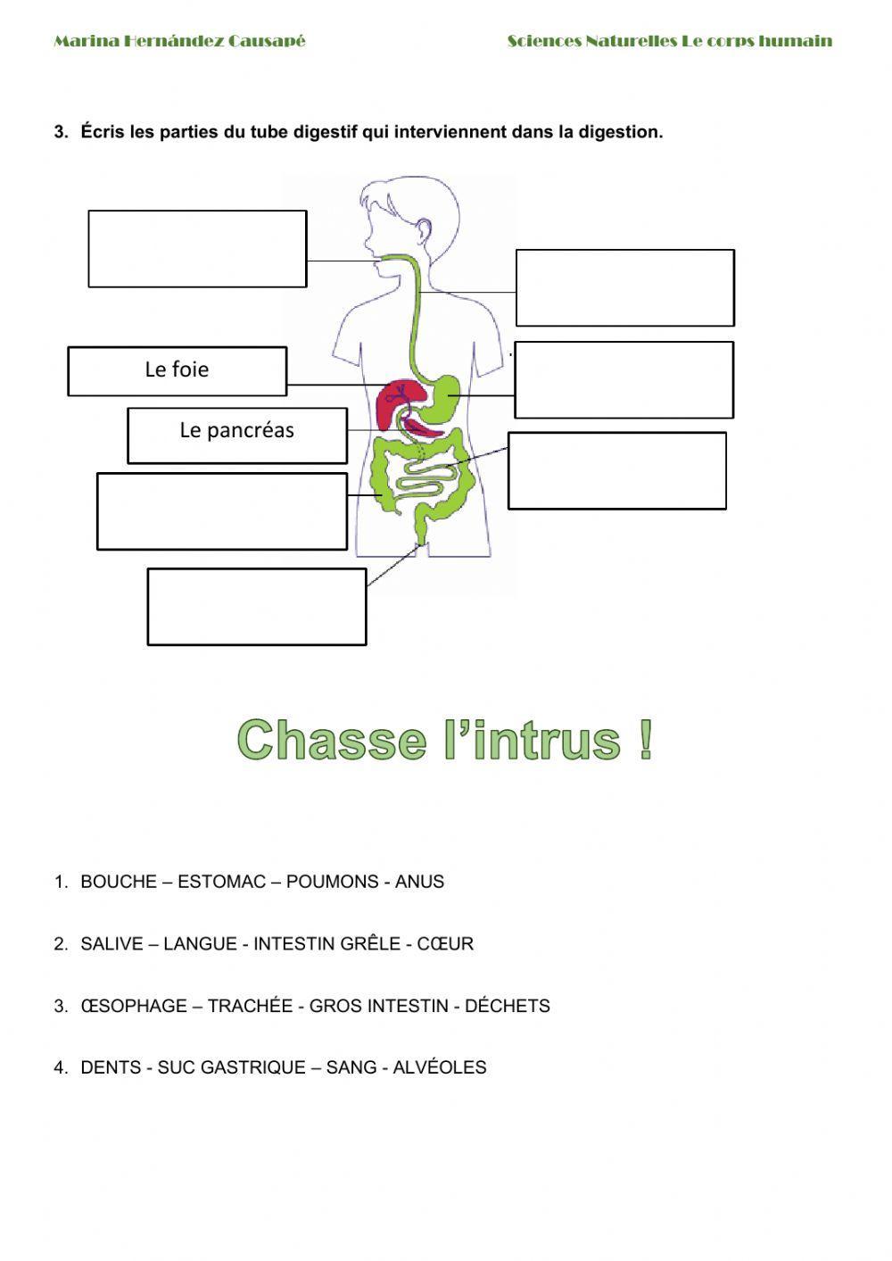Les système digestif