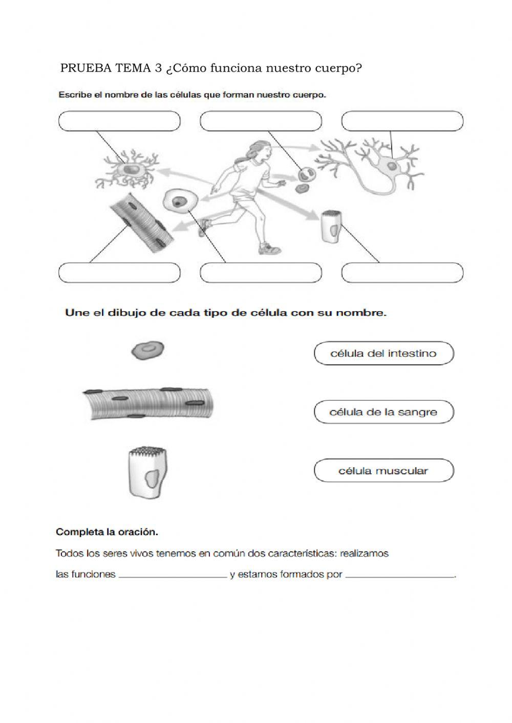 Cómo funciona nuestro cuerpo