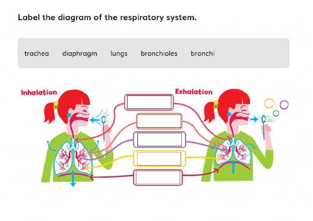 Respiratory system 6th