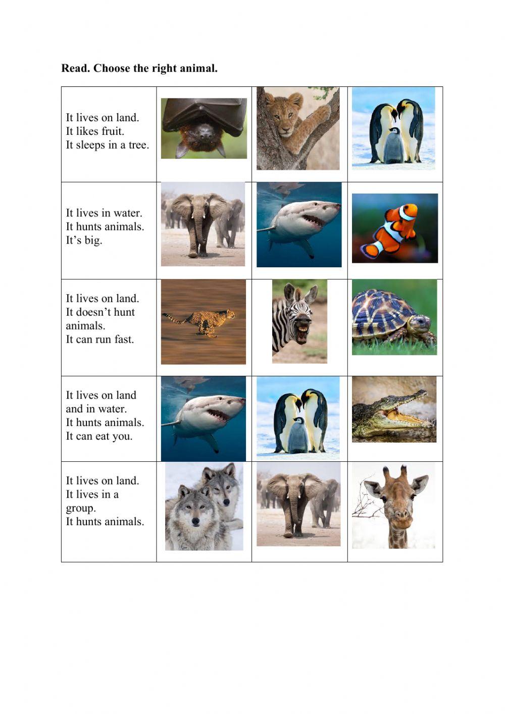 Animals - reading comprehension