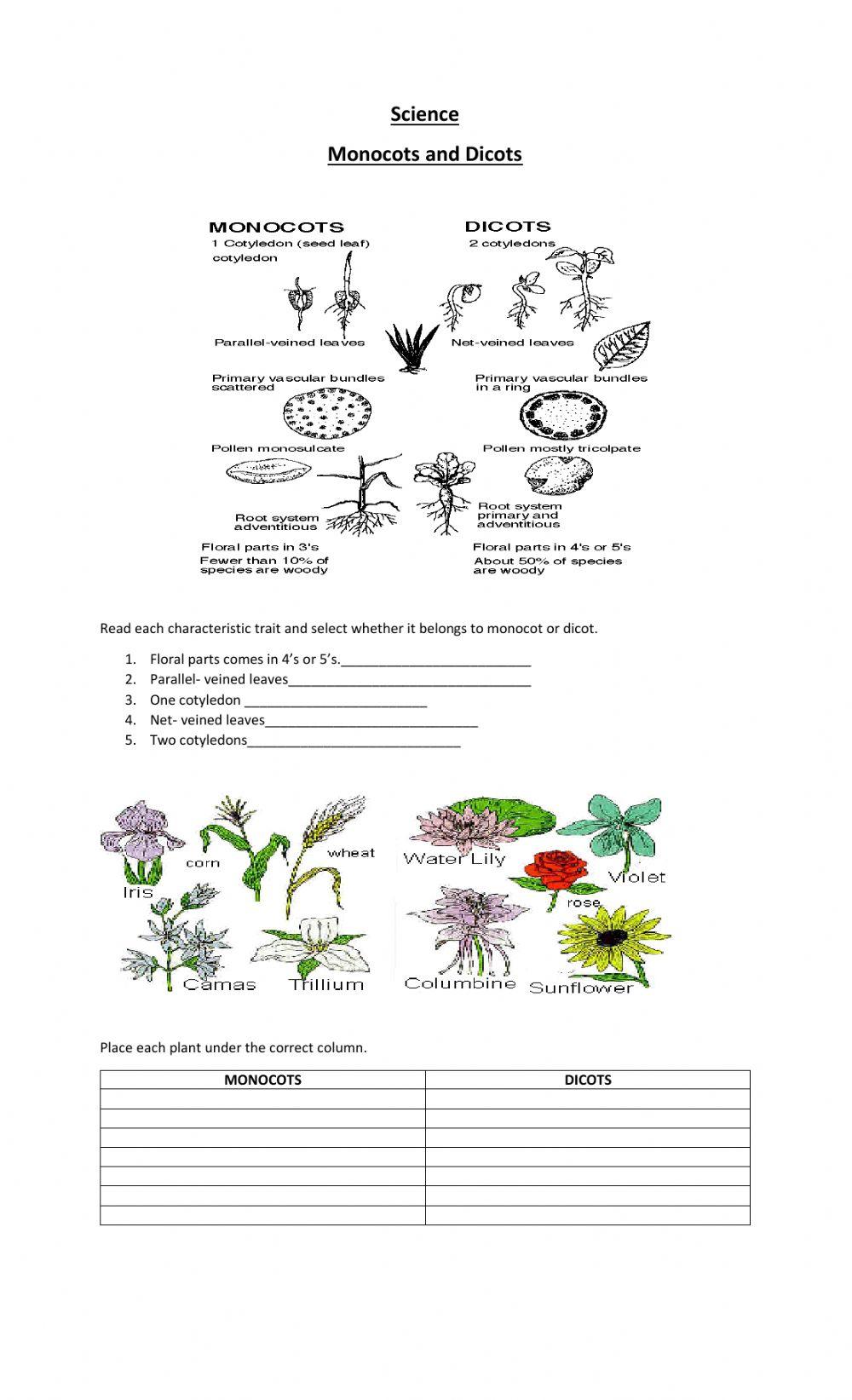 Monocots And Dicots Worksheet