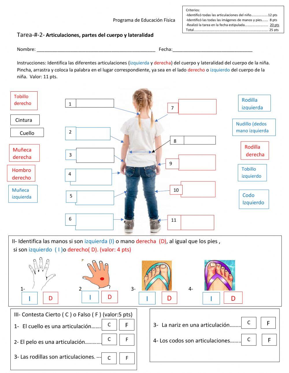 Articulaciones y lateralidad