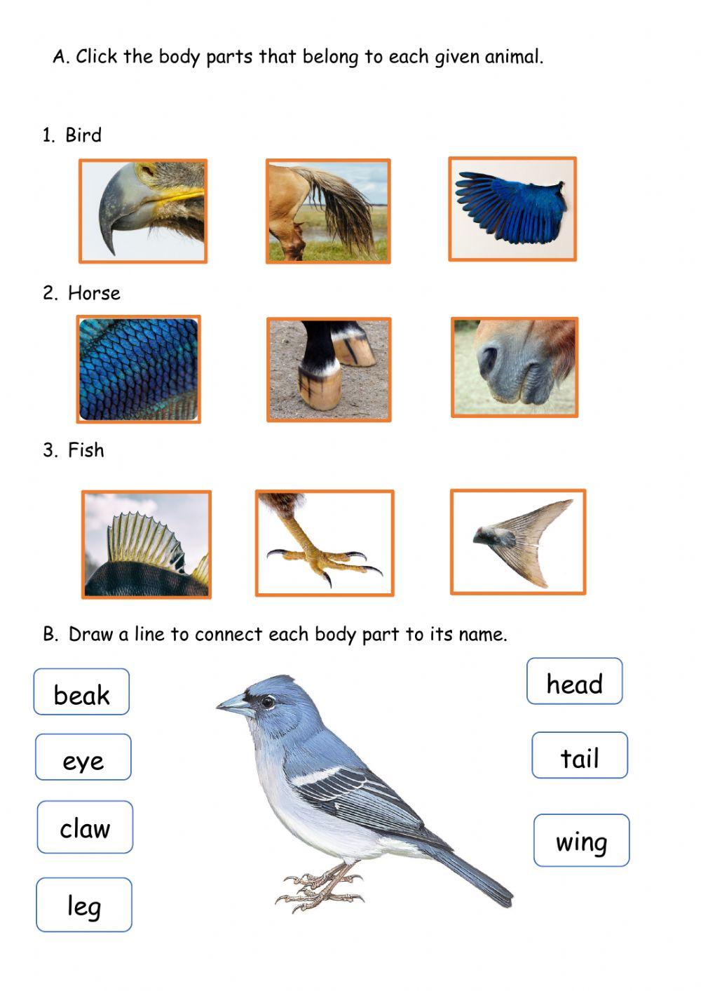 Body Parts of Animals