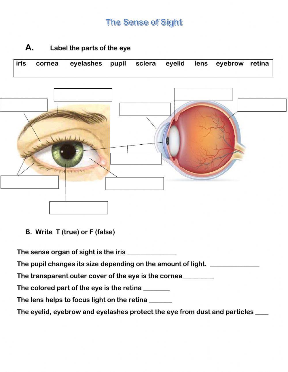 The Sense of sight The Sense of sight