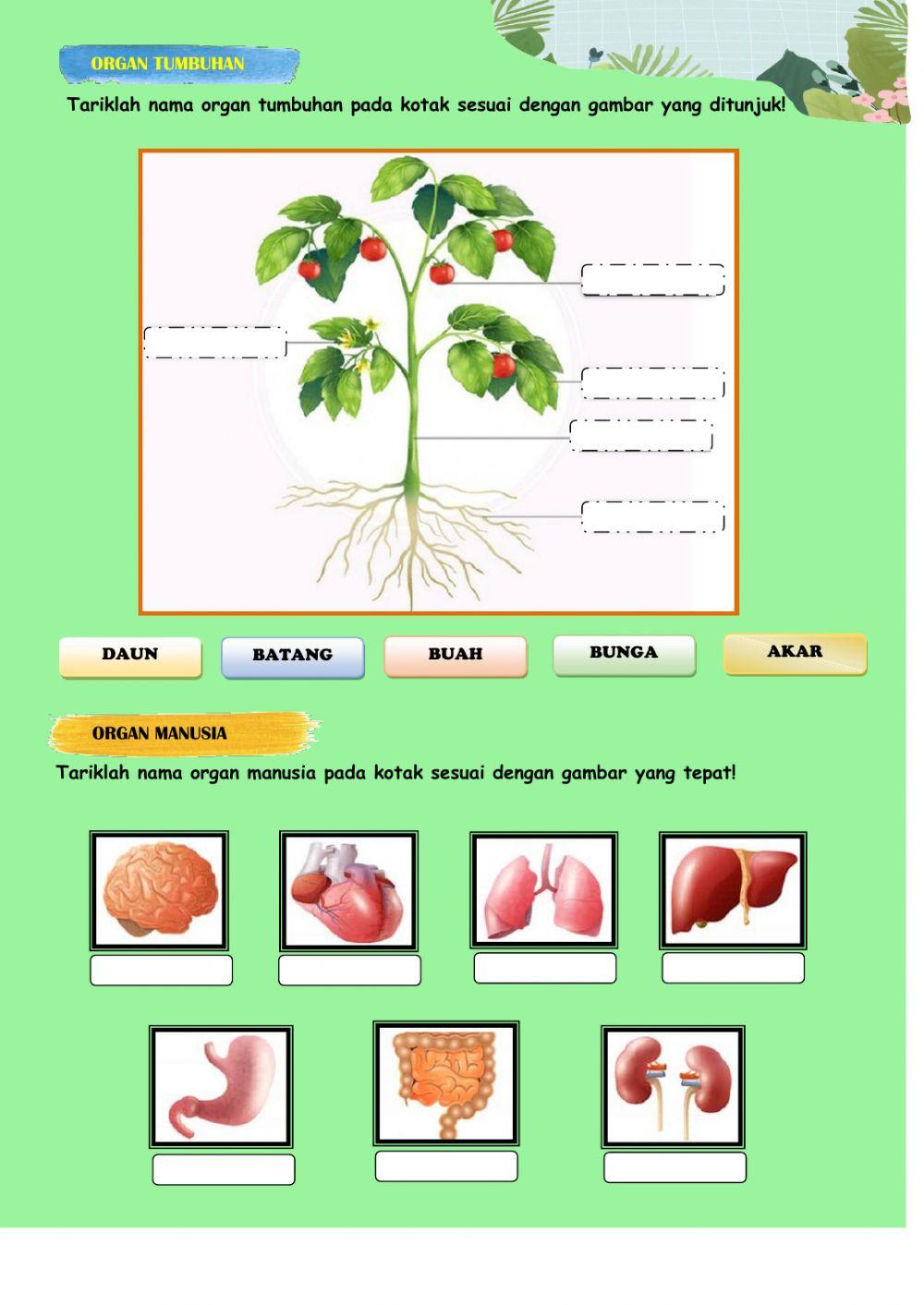 Struktur organisasi kehidupan