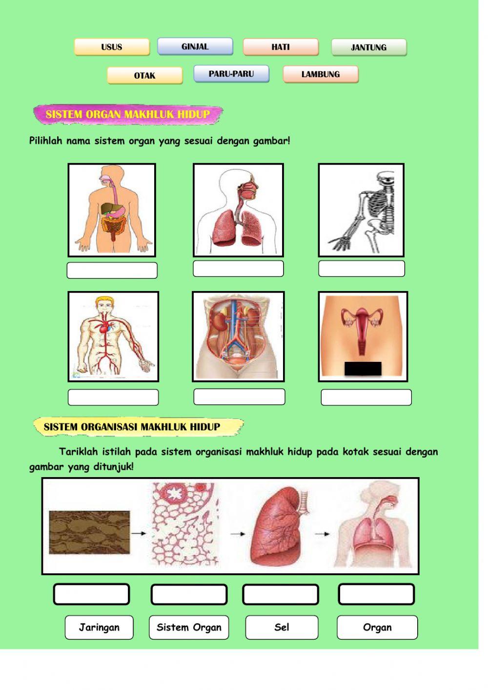 Struktur organisasi kehidupan