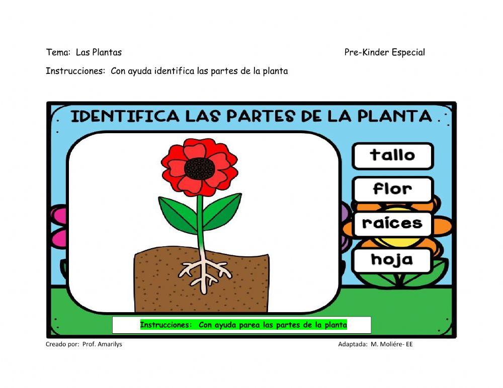 Partes de la Planta