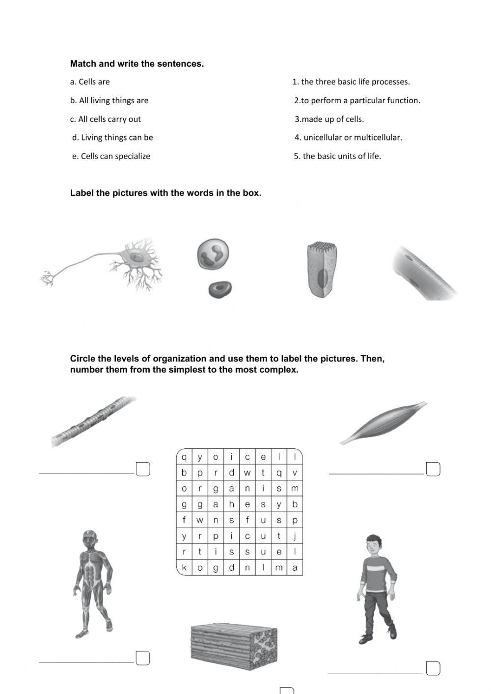 science 6º living things