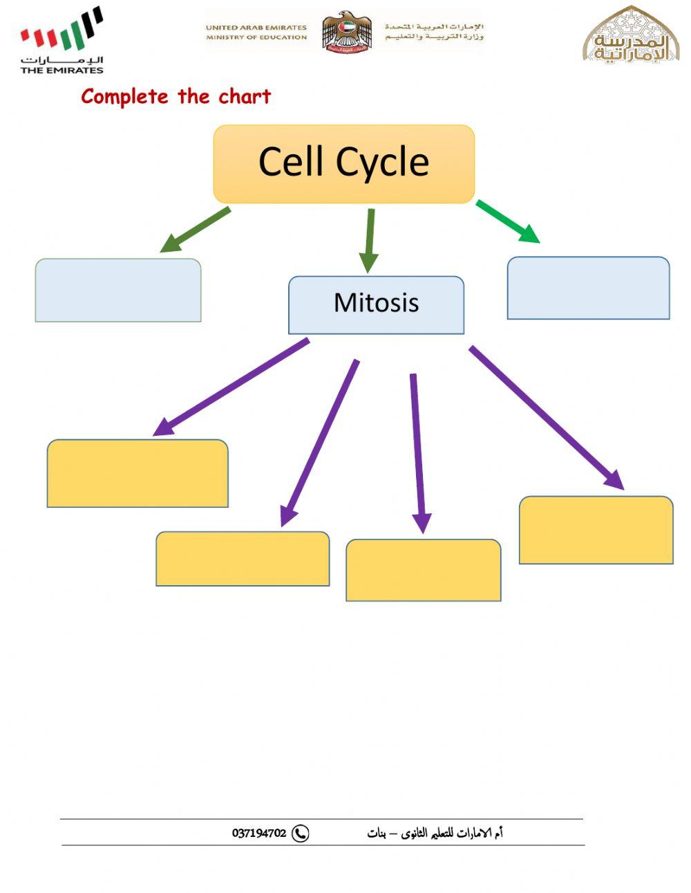 Mitosis and Cytokinesis