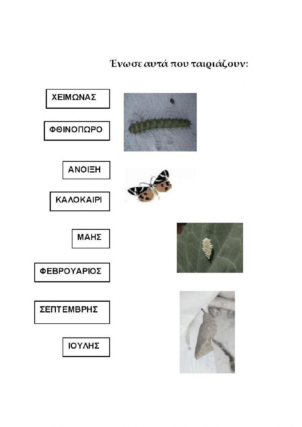 Τετράδιο εργασιών - Ο βιότοπος της Κοιλάδας των πεταλούδων 2
