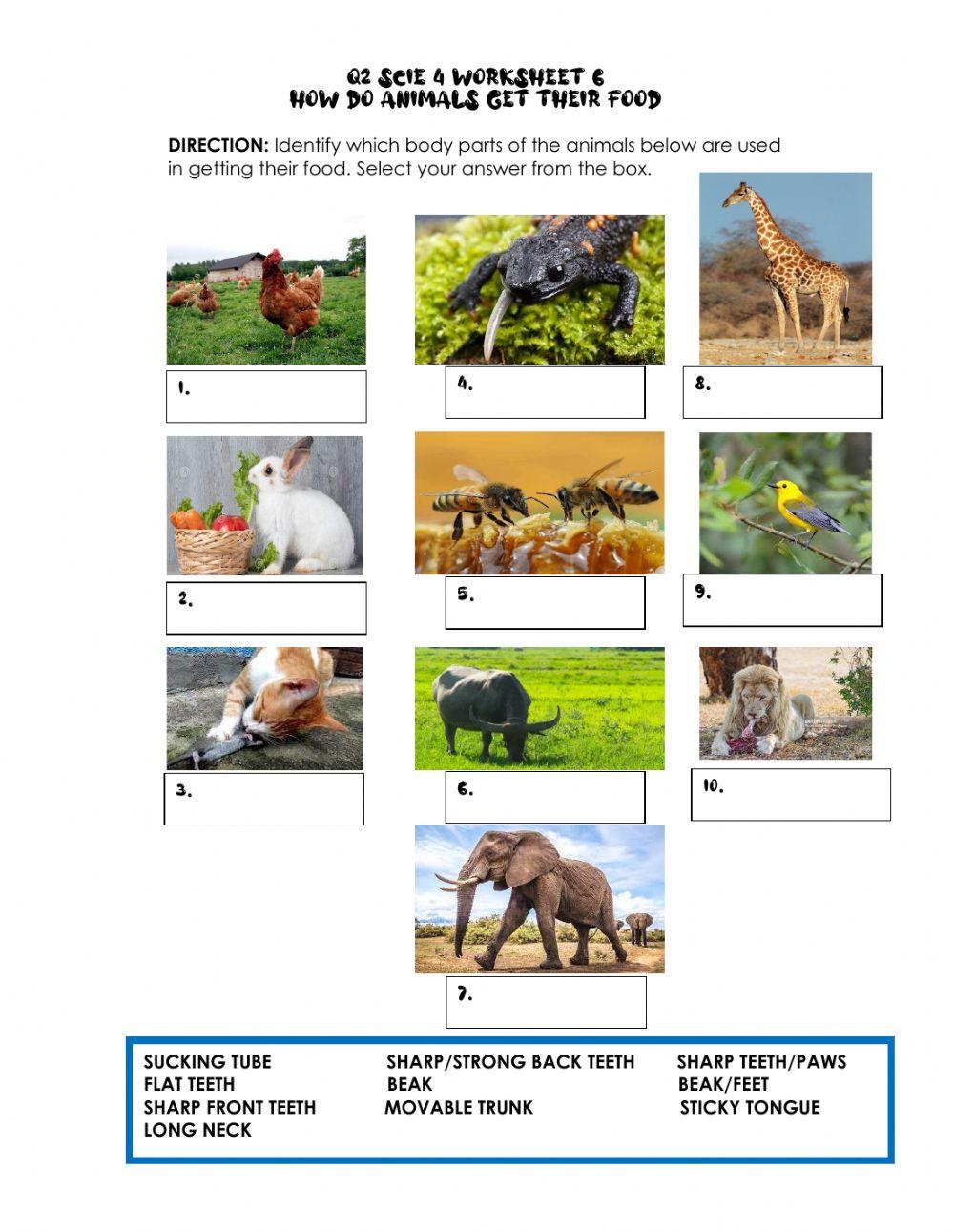 Q2 Scie 4 Worksheet 6 How Do Animals Get Their Food online exercise for