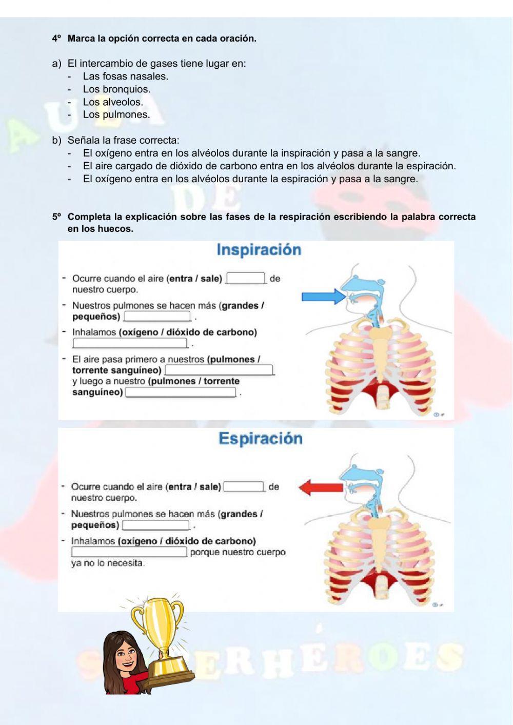 Aparato respiratorio y respiración